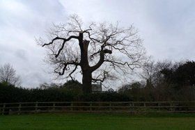 maurice-fitch-tree-works maurice-fitch-tree-works
