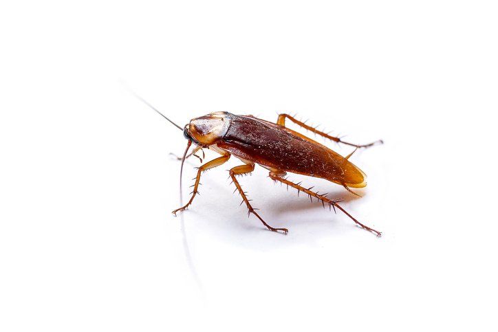 A cockroach is crawling on a white surface.