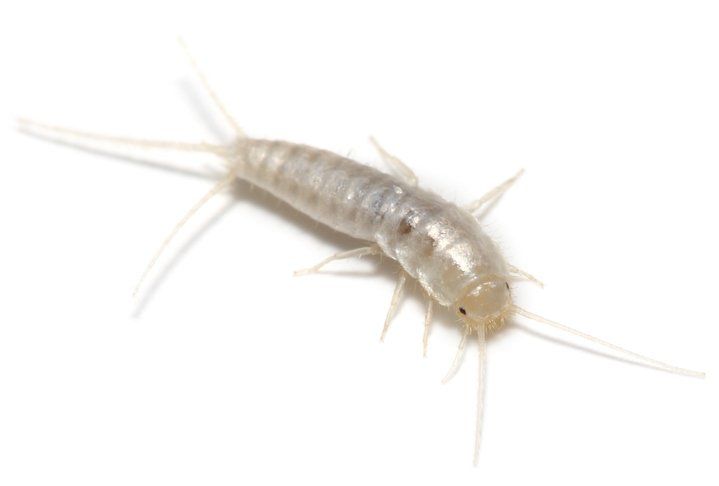A small white bug is crawling on a white surface.