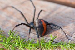 A black widow spider is sitting on a piece of wood.
