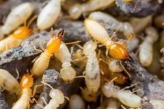 A group of termites are crawling on a pile of rocks.
