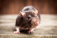A rat is standing on a wooden table and looking at the camera.