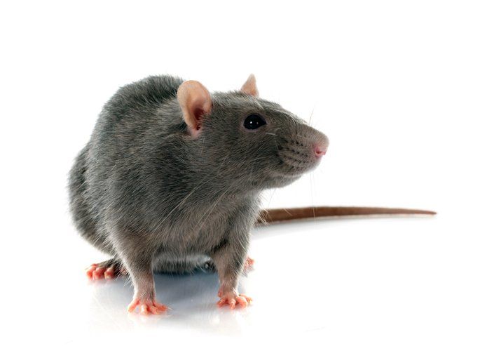 A gray rat is sitting on a white surface and looking at the camera.