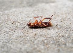 A cockroach is laying on its back on the ground.