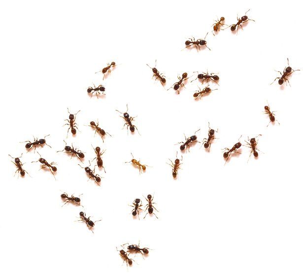 A group of ants are crawling on a white surface.