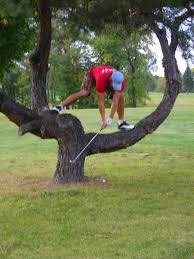 Person in red shirt and blue cap stretching on a tree branch in a grassy park