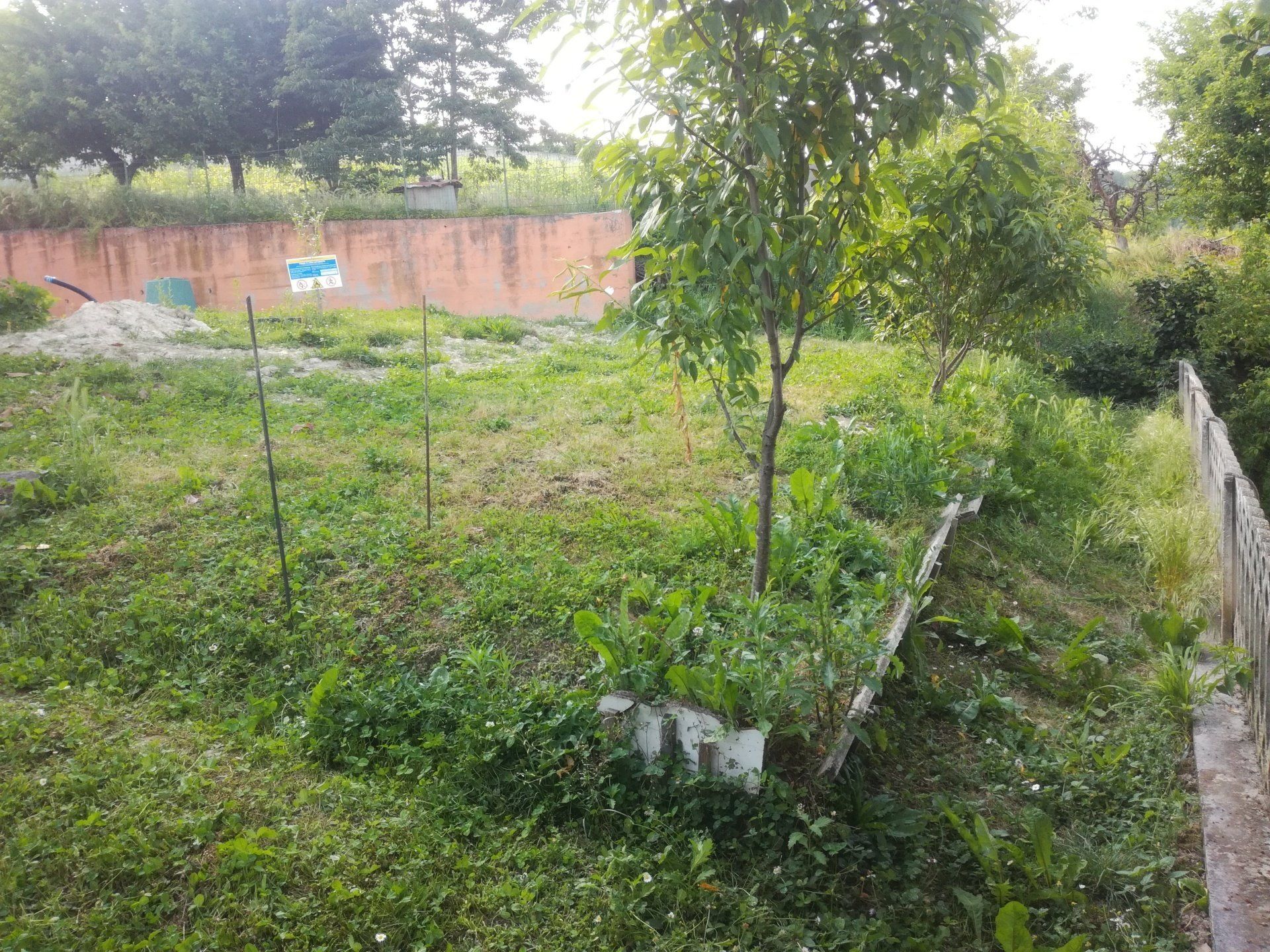Cortile erboso con piccoli alberi ed erbacce, una recinzione sulla destra e un muro rosa sullo sfondo.