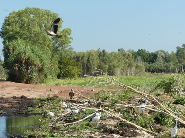 birds at Fogg Dam