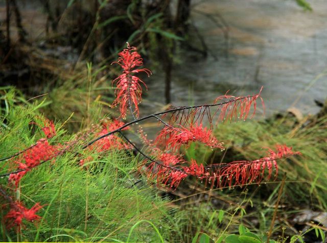 Kakadu, Grevillia dryandri, wet season
