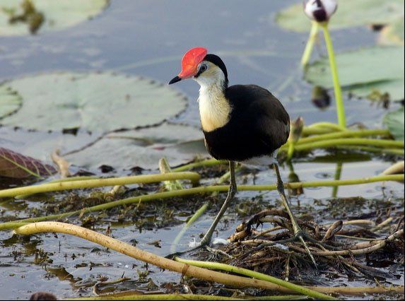 Kakadu, comb crested  jacana at Yellow Waters, birdwatching