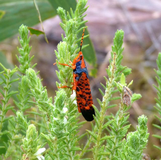 Kakadu Leichhardt grasshopper, seen on wet season hike