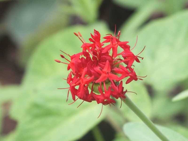 Pimilea punicea