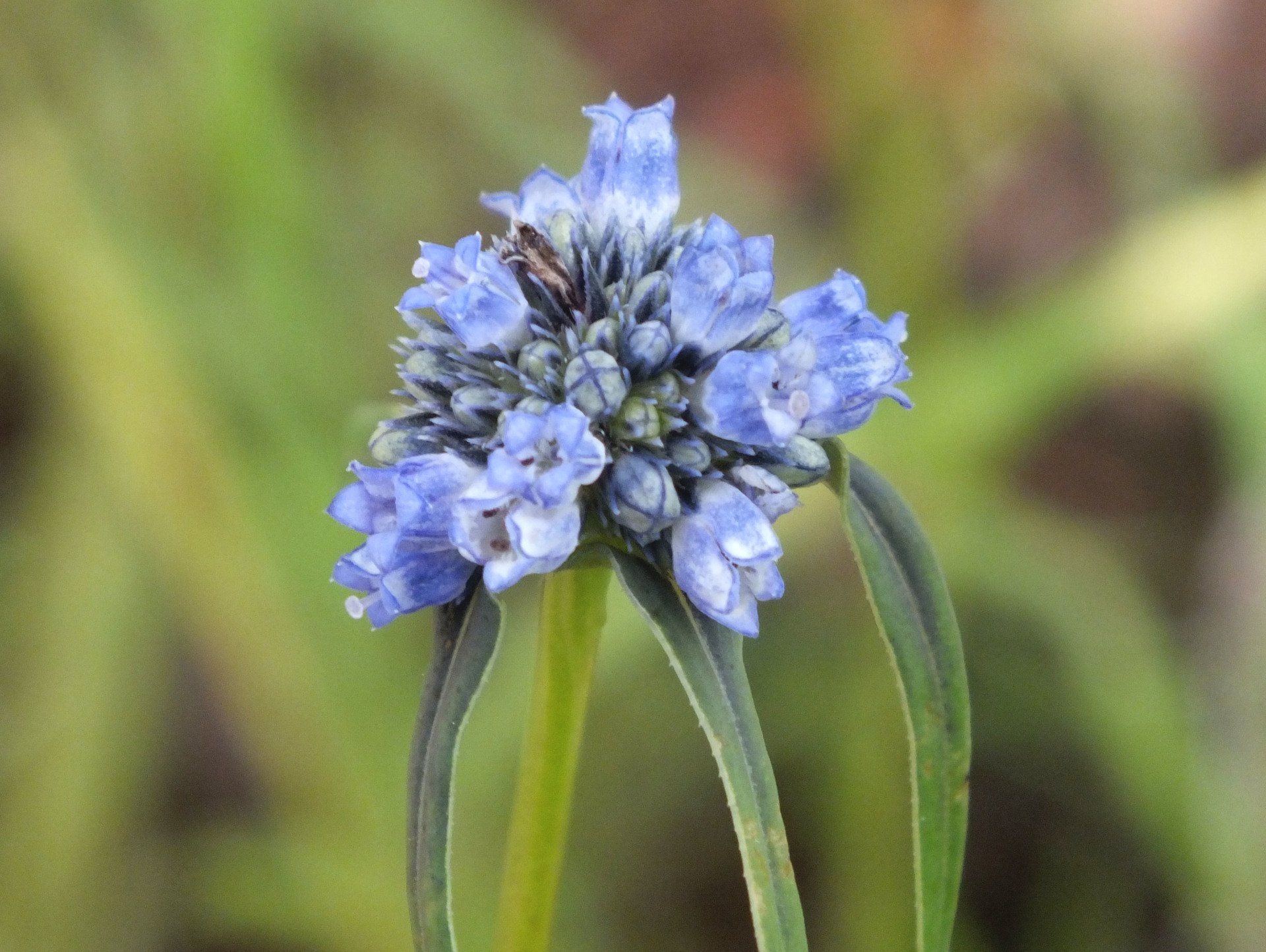 Spermacoce calliantha -- one of many wet season wildflowers.