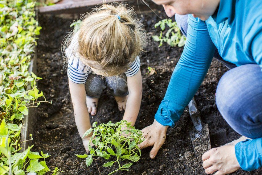 Child planting a plant
