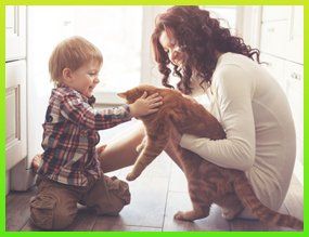 Adopt a Cat