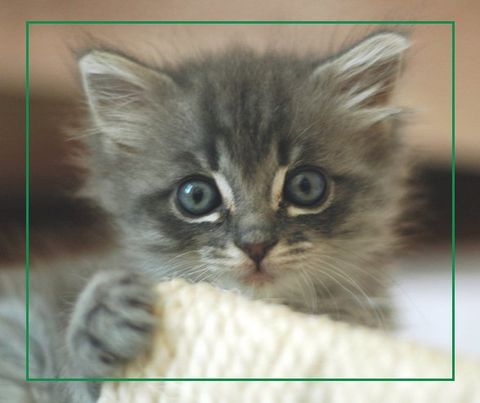 PET NEUTERING