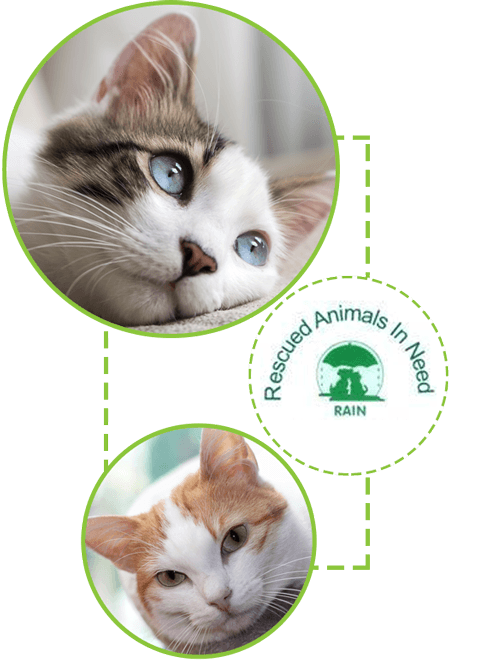 WHY SHOULD I NEUTER MY DOG, CAT OR RABBIT?
