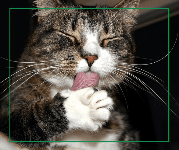 NEUTERING YOUR ANIMALS