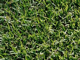 Fresh Grass — Wilmington, NC — Turf Masters Sod Farms