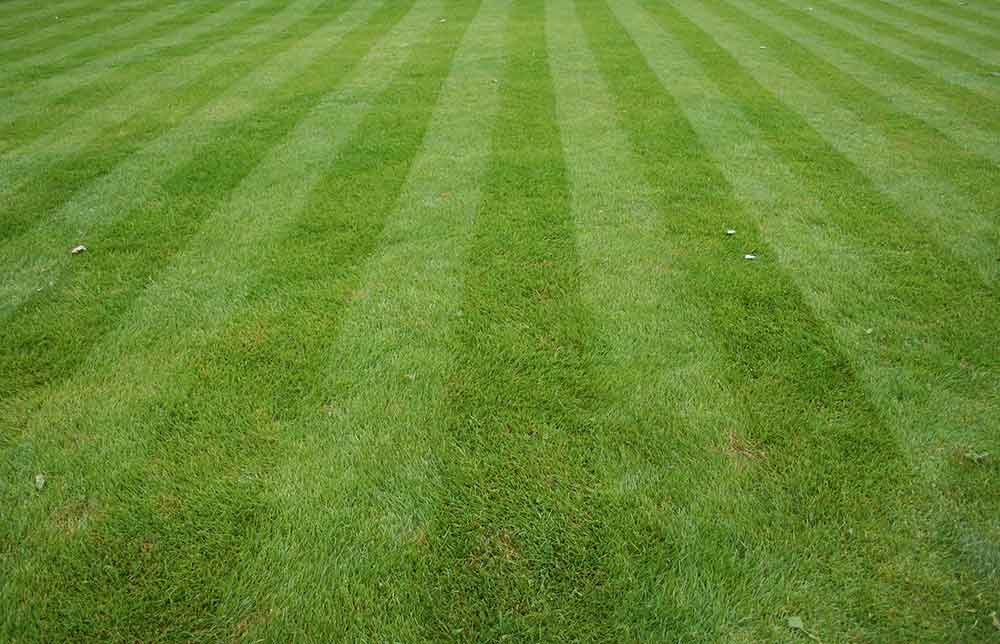 Clean Grass — Wilmington, NC — Turf Masters Sod Farms