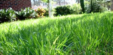 Centipede Grass — Wilmington, NC — Turf Masters Sod Farms Centipede Grass — Wilmington, NC — Turf Masters Sod Farms