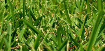 St. Augustine Grass — Wilmington, NC — Turf Masters Sod Farms