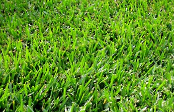 Bermuda — Wilmington, NC — Turf Masters Sod Farms Bermuda — Wilmington, NC — Turf Masters Sod Farms