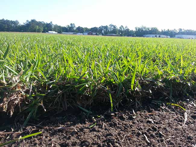 Crown Zoysia Grass — Wilmington, NC — Turf Masters Sod Farms Crown Zoysia Grass — Wilmington, NC — Turf Masters Sod Farms