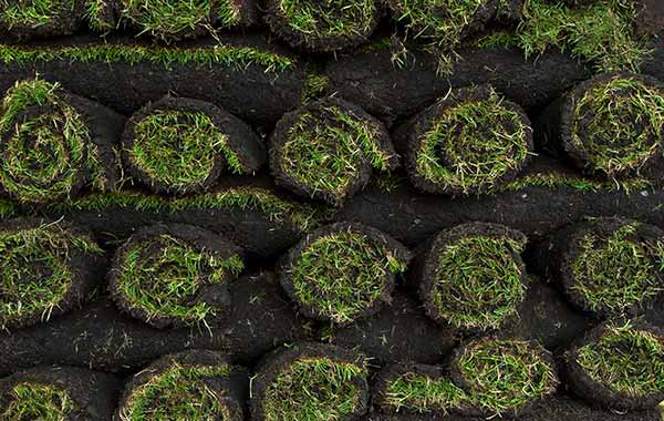 New Roll of SOD — Wilmington, NC — Turf Masters Sod Farms New Roll of SOD — Wilmington, NC — Turf Masters Sod Farms