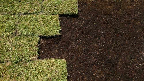 Grasses — Wilmington, NC — Turf Masters Sod Farms
