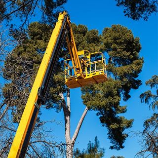 Tree Trimming — Worker Pruning a Tree in Succasunna, NJ