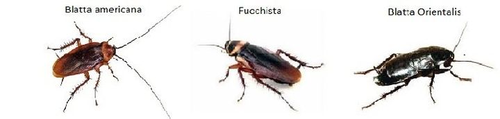 blatta morta