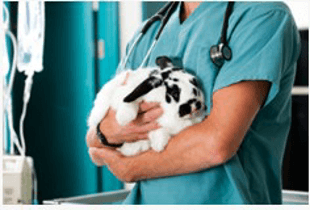 Veterinary Surgeons looking at x-rays