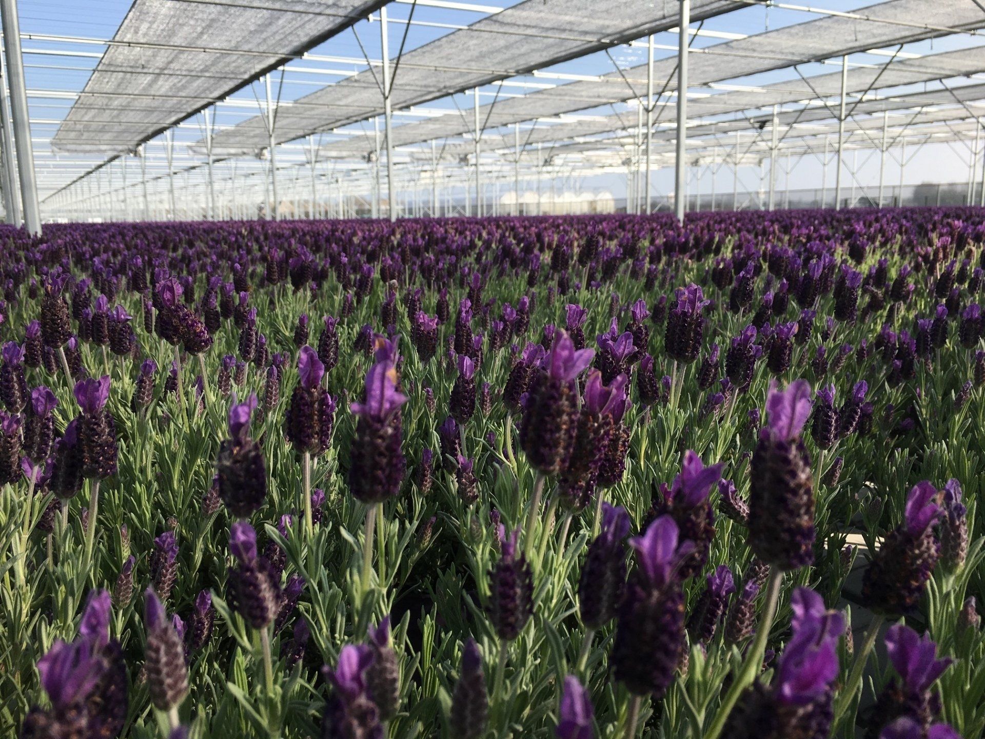 Een uitgestrekt, levendig veld met paarse Franse lavendel, groeiend in een grote commerciële kas met witte schaduwnetten.