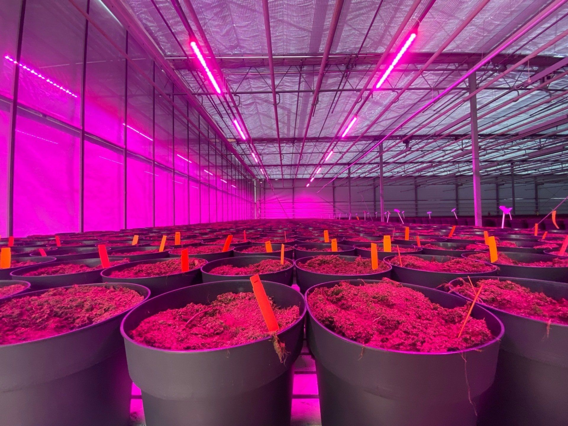 Rijen potplanten in een kas, verlicht door roze groeilampen.
