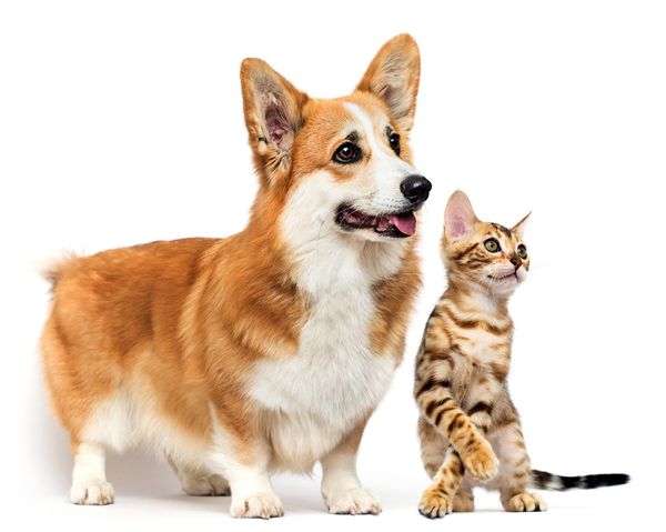 Adorable Dog And Cat — Tyler, TX — Chapel Hill Veterinary Clinic Adorable Dog And Cat — Tyler, TX — Chapel Hill Veterinary Clinic