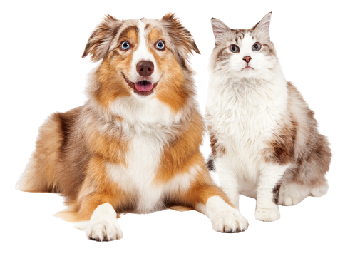 Dog And Cat — Tyler, TX — Chapel Hill Veterinary Clinic Dog And Cat — Tyler, TX — Chapel Hill Veterinary Clinic