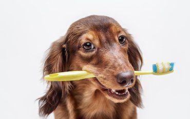 Pet Doctor — Dentistry in Redmond, OR Pet Doctor — Dentistry in Redmond, OR