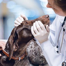 Veterinary — Preventive Care in Redmond, OR