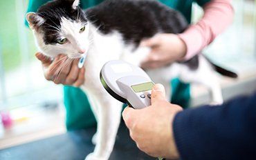 Vet — Microchipping in Redmond, OR Vet — Microchipping in Redmond, OR