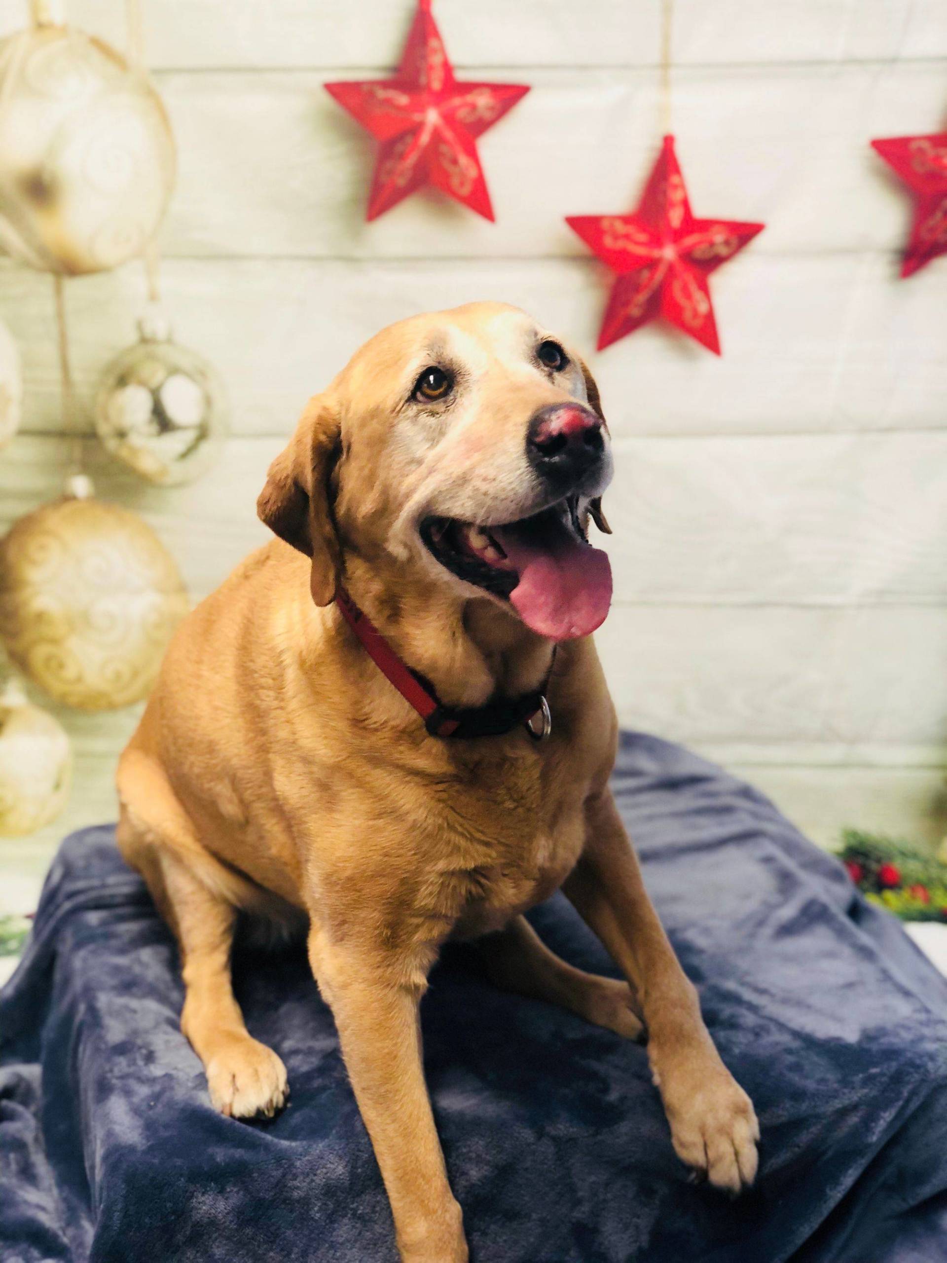 Large Dog Smiling — Redmond, OR — Rimrock Veterinary Clinic​​