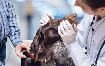 Veterinary — Preventive Care in Redmond, OR Veterinary — Preventive Care in Redmond, OR