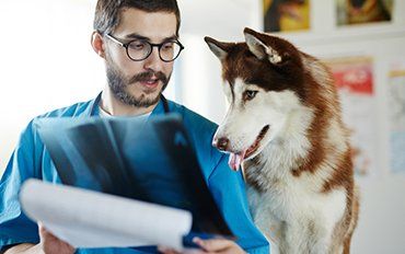 Dogs — Radiology in Redmond, OR Dogs — Radiology in Redmond, OR