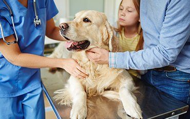 Animal Clinic — Surgery in Redmond, OR Animal Clinic — Surgery in Redmond, OR