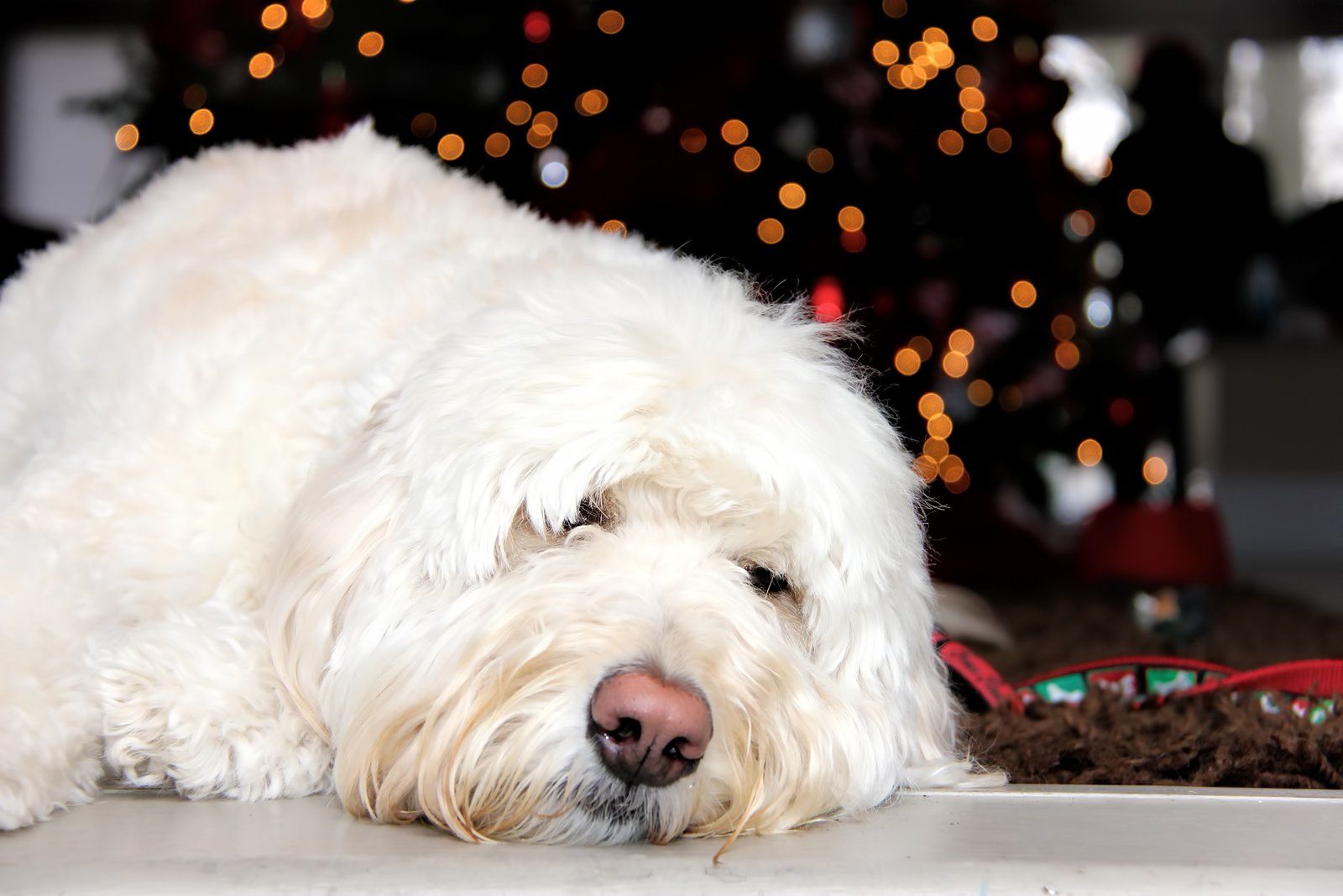 A white dog is laying down in front of a christmas tree.