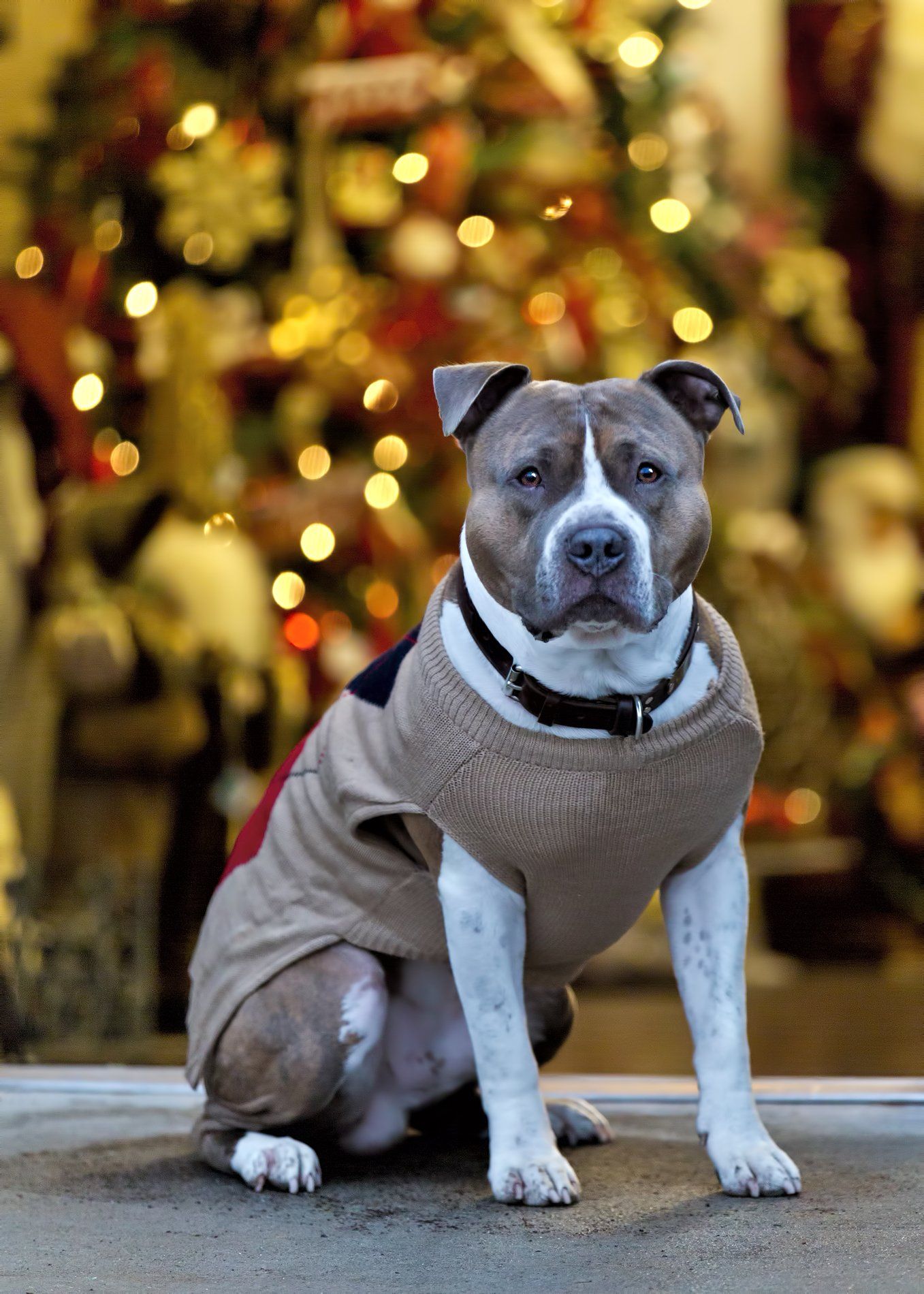 A dog wearing a sweater is sitting in front of a christmas tree