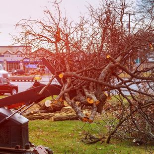 Tree Removal