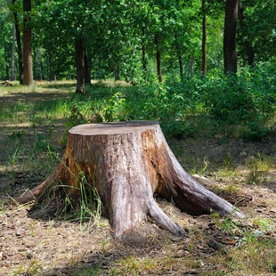 Stump Grinding