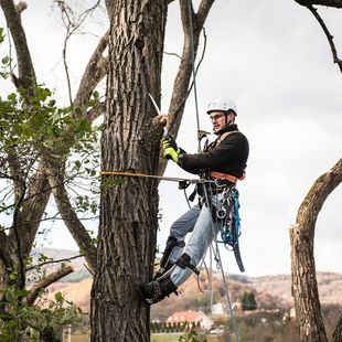 Tree Trimming