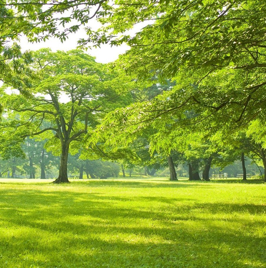 Tree Trimming Services — Perrysburg. OH — All Seasons Tree Care